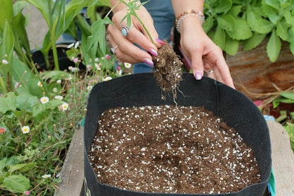GrowBuddy Grow Kit